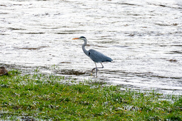 Reiher stolziert am Flußufer entlang und sucht nach Futter