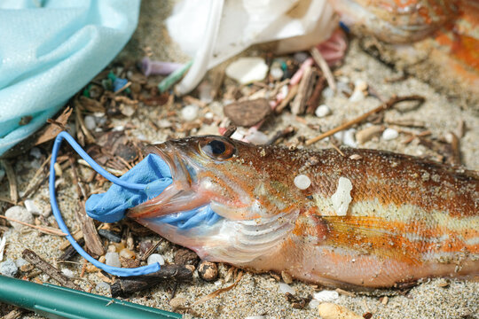 Comber perch fish dead eating plastic rubber disposal glove trash on a debris contaminated sea habitat.Nature pollution.