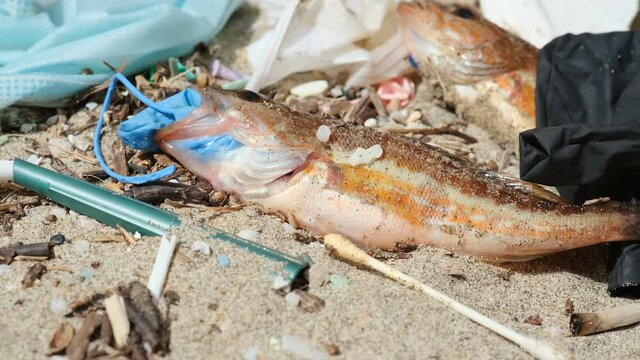 Comber perch fish dead eating plastic rubber disposal glove trash on a debris contaminated sea habitat.Nature pollution.