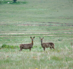 Naklejka na ściany i meble a pair of roe deer cautiously watching the camera and prepared to take flight 