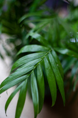 Close up of Chamaedorea Elegans Leaves. Green plant.