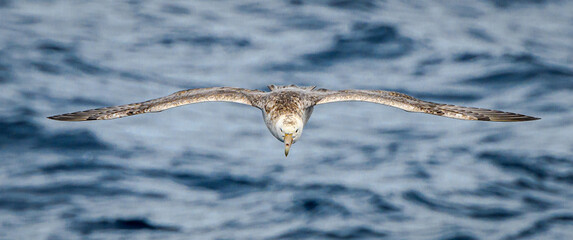 Giant petrel © expatphotos