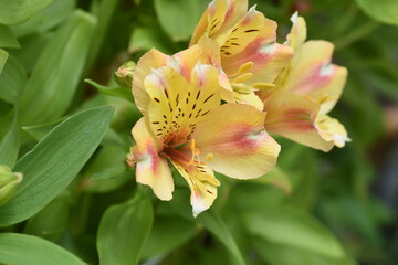 Alstroemeria ( Peruvian lily ) flowers. Alstroemeriaceae plant.