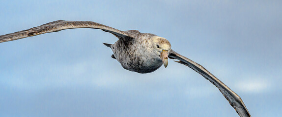 Giant petrel