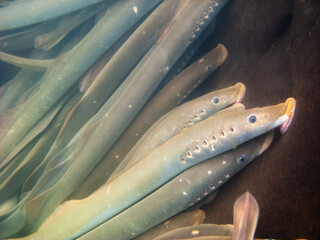 lamprey