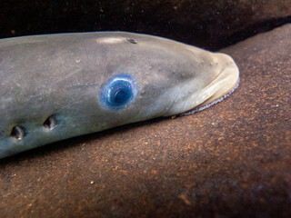 Lamprey 