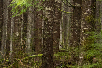 Doug fir forest