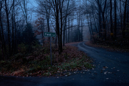 A street sign for Feral Lane on a foggy night