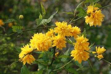 close-up of yellow flower  blossoms  in the spring