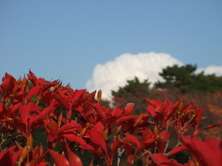 日本の皇居の横にある公園の紅葉