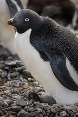 Obraz premium Adelie with chick