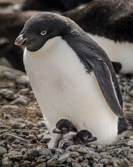 Adelie penguin with chicks