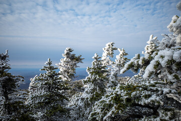 Fresh snow on the Camel's Hump trail in Vermont