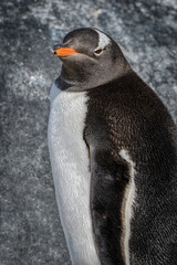 Gentoo penguin