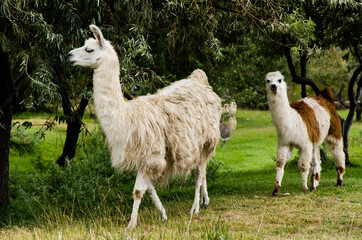 Fototapeta premium A couple of llamas walking