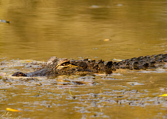 alligator