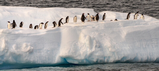 Gentoo penguins © expatphotos