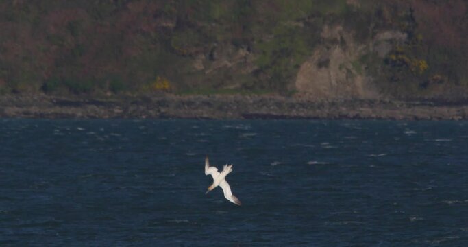 Gannet sea birds plunge diving fishing ocean water slow motion