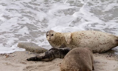 Foto op Plexiglas Newborn harbor seal pup with mother.  © James