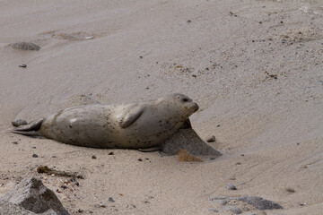 Harbor seal lounges against a rock being used as a pillow. 