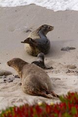 Newborn harbor seal pup with mother. 