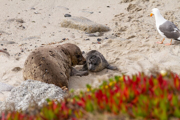 Newborn harbor seal pup with mother.  A seagull walks by. 