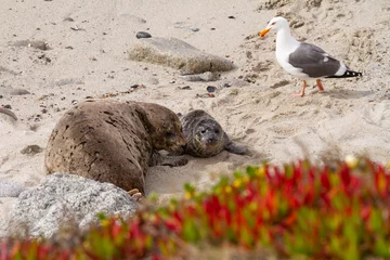 Foto op Plexiglas Newborn harbor seal pup with mother.  A seagull walks by.  © James