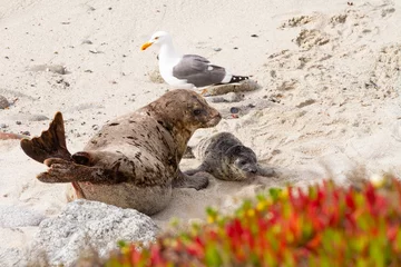Gardinen Newborn harbor seal pup with mother.  A seagull walks by.  © James