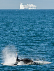 Fototapeta premium A whale breaches near an Antarctic iceberg.