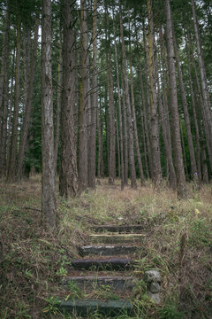 A hidden stair path to nowhere in a secluded forest