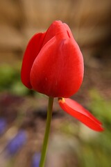 Czerwony tulipan - obrazy, fototapety, plakaty