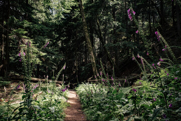 Purple foxglove wild flowers hang over a trail in Moran State Park, Orcas Island, Washington state
