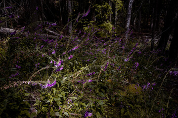 Purple foxglove wild flowers hang over a trail in Moran State Park, Orcas Island, Washington state