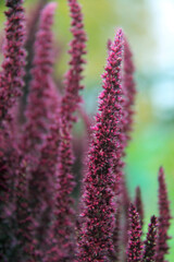 close up of a flower
