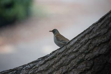 隙間から姿を現したシロハラ