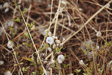 snails in the grass