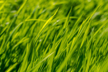 Obraz premium Green grass
