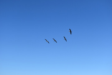 Cielo azul sin nubes con aves marinas volando