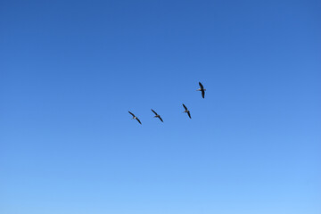 Cielo azul sin nubes con aves marinas volando