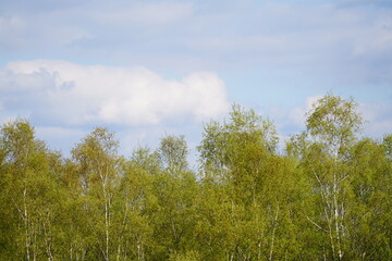 Birken Wald im Frühling mit blauem Himmel