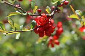red flower in spring