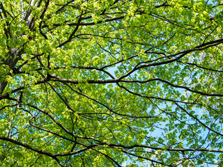 Fototapeta premium new leaves on the trees at the beginning of spring