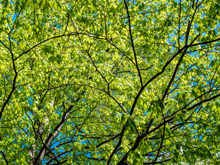 new leaves on the trees at the beginning of spring