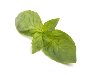 basil leaves on white background