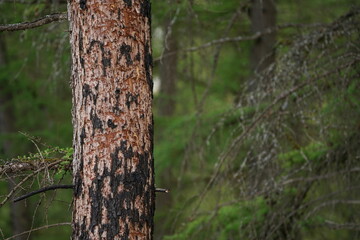 Wald Brand Spuren an einem Baum mit Kohle