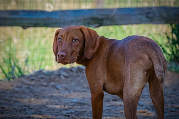 2021-05-07 A YOUNG VIZSLA PUPPY LOOKING OVER ITS SHOULDER AT A LOCAL DOG PARK-