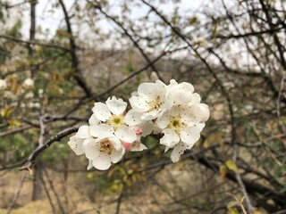 White blossoms