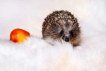 Gray male white-breasted hedgehog sits near a red apple and looks at the camera. A half-year-old hedgehog saved from death looks at the camera. Pets. Wildlife rescue. Predatory at home