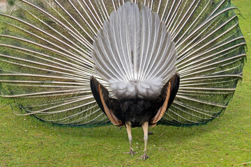 Blauer Pfau mit aufgestellten Federn von hinten