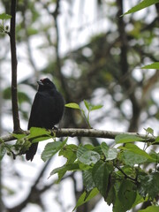 Pássaro colorido SP Brasil